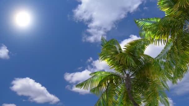Palm strand en de zee — Stockvideo