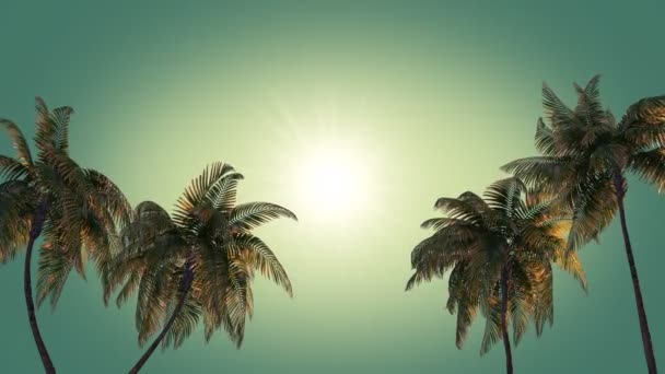 Palm Beach a moře — Stock video
