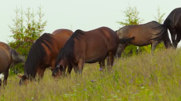 Rebaño de caballos pastando — Vídeo de stock