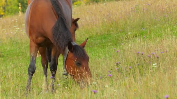 Besättning med betande hästar — Stockvideo