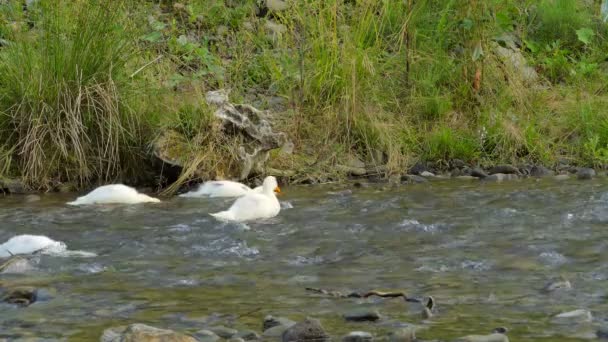 Утки едят из реки — стоковое видео