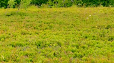 Doğa bahar çiçekleri kelebekler ile