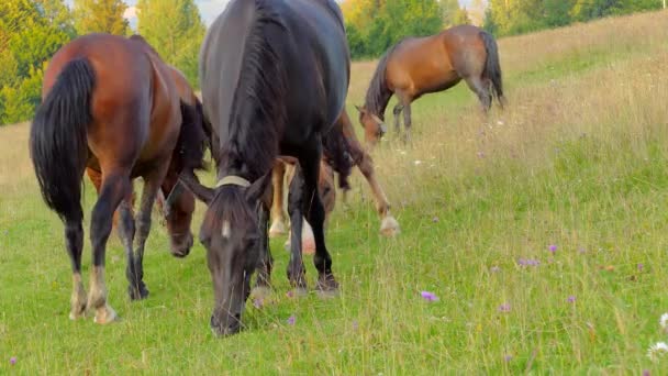 Herd of horses grazing on mountain — Stock Video