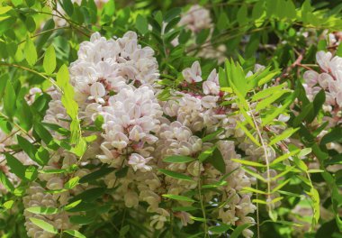 Güzel Acacia çiçekler