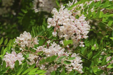 Güzel Acacia çiçekler