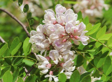 Güzel Acacia çiçekler