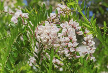 Güzel Acacia çiçekler