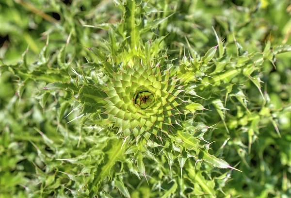 Frische grüne Pflanze — Stockfoto