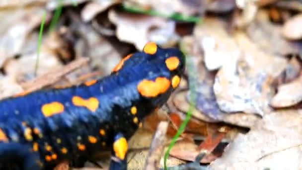 Fire salamander in the forest — Stock Video