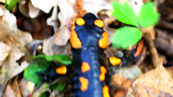 Fire salamander in the forest — Stock Video