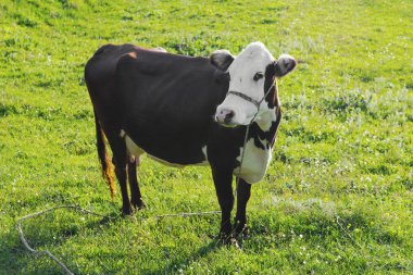 Dağ çayırındaki inek