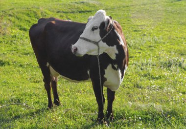 Dağ çayırındaki inek