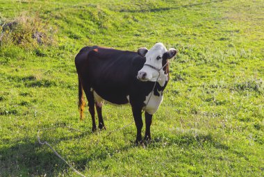 Dağ çayırındaki inek