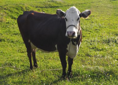 Dağ çayırındaki inek