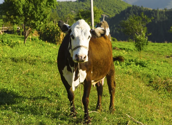 Vaca en el prado de montaña — Foto de Stock