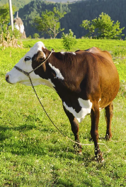 Krowa na łące górskiej — Zdjęcie stockowe