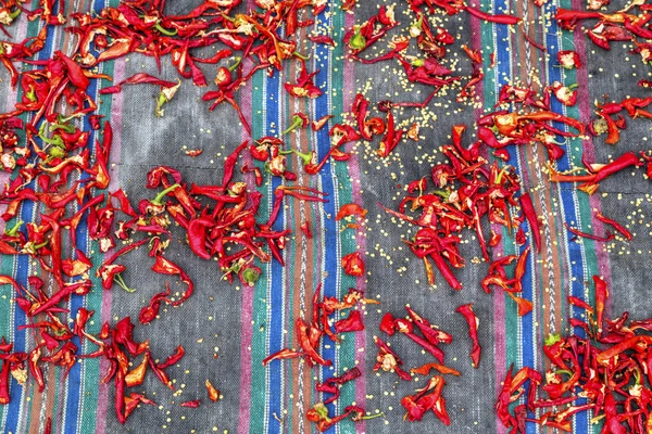 Sušení nakrájenou červenou paprikou — Stock fotografie