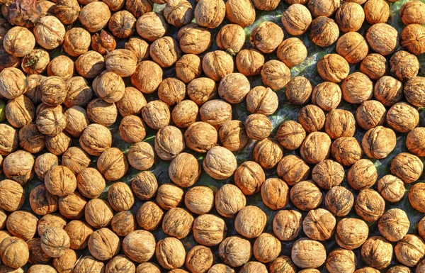 Цветные грецкие орехи — стоковое фото