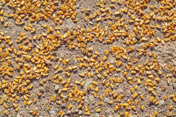 Maïs bonen op de grond — Stockfoto