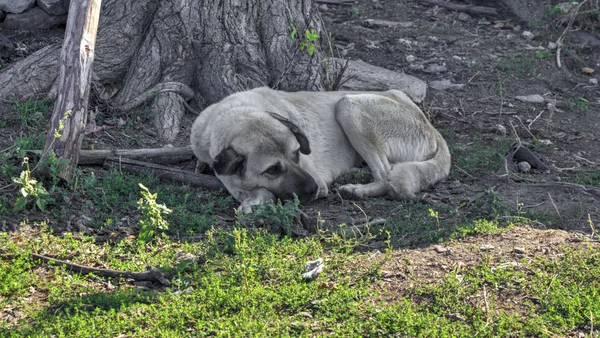 Chien blanc dormant — Photo