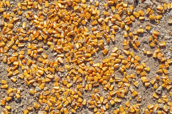 Frijoles de maíz en el suelo — Foto de Stock