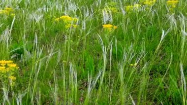 Hareketli taze bahar çimen Rüzgar