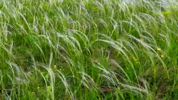 Wind moving fresh green grass on a field — Stock Video