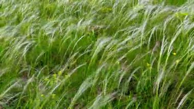 Rüzgar taze yeşil çim bir sahada hareket