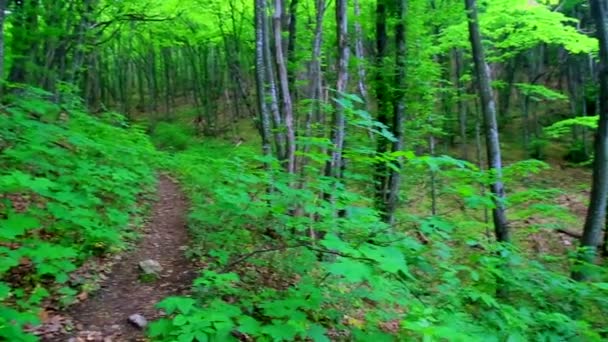 Walking through green forest — Stock Video