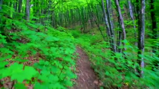 Passeggiando attraverso la foresta verde — Video Stock