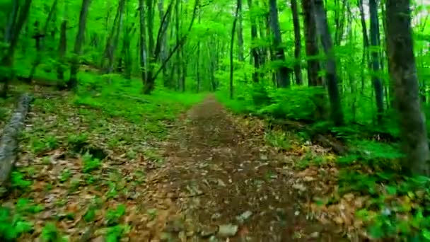 Caminhando pela floresta verde — Vídeo de Stock