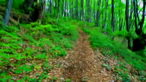 Promenade dans la forêt verte 
