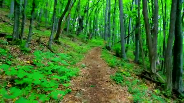 Wandelen door een groen bos — Stockvideo