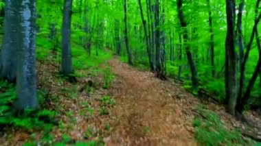 Yeşil orman yürüyüş