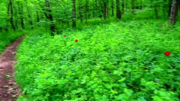 Caminhando pela floresta verde — Vídeo de Stock