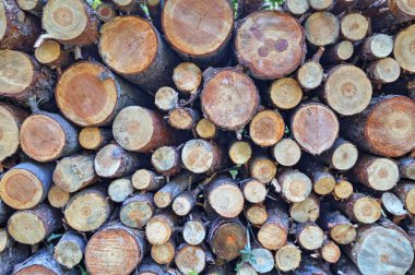 ahşap arka plan bakış