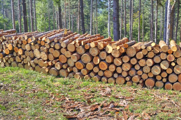 Fresh cut timber — Stock Photo, Image