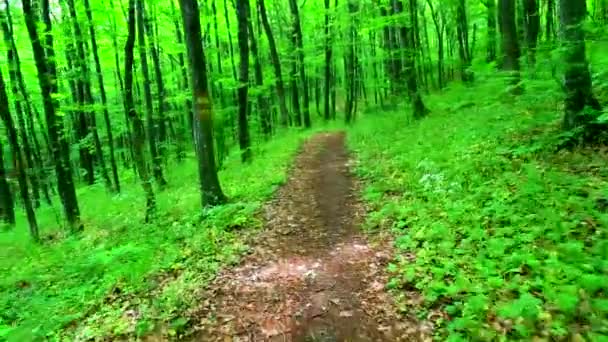 步行穿过绿色的森林 — 图库视频影像