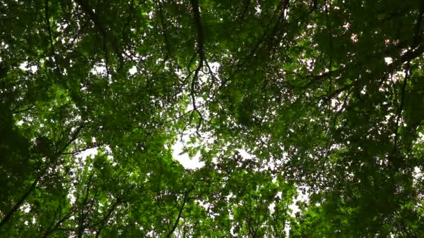 El viento mueve ramas en el bosque — Vídeos de Stock