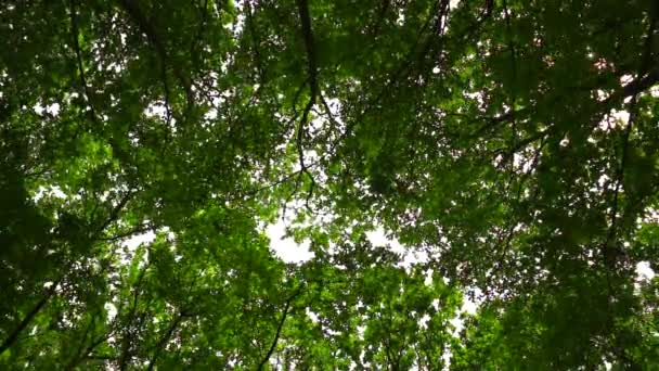 El viento mueve ramas en el bosque — Vídeo de stock