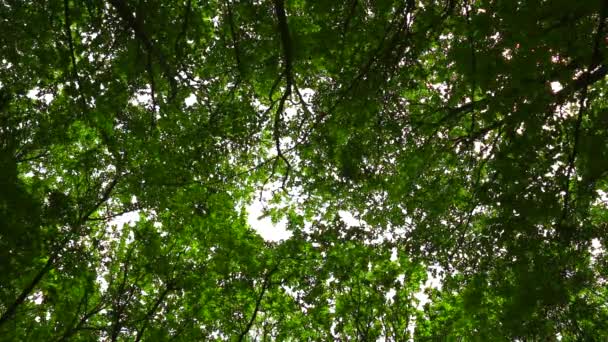 El viento mueve ramas en el bosque — Vídeo de stock
