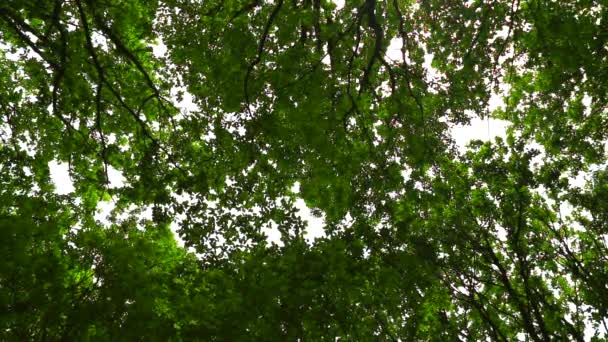 El viento mueve ramas en el bosque — Vídeos de Stock