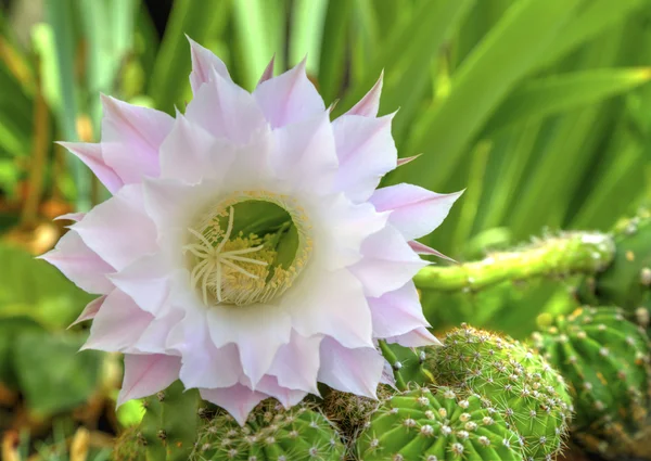 Красива квітка кактуса Селенікереус дідусь — стокове фото