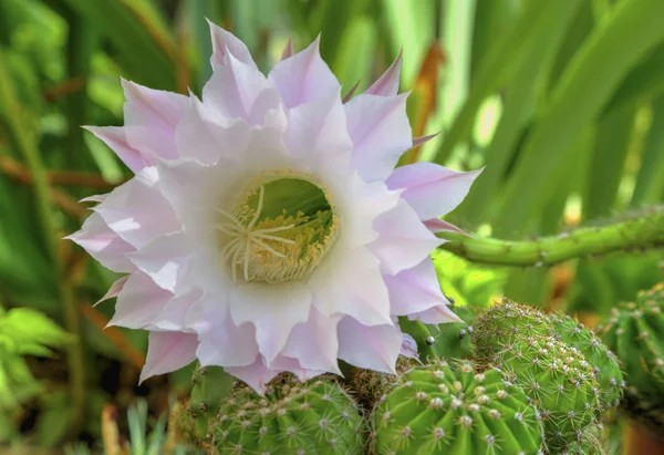 Güzel kaktüs çiçek Selenicereus grandiflorus