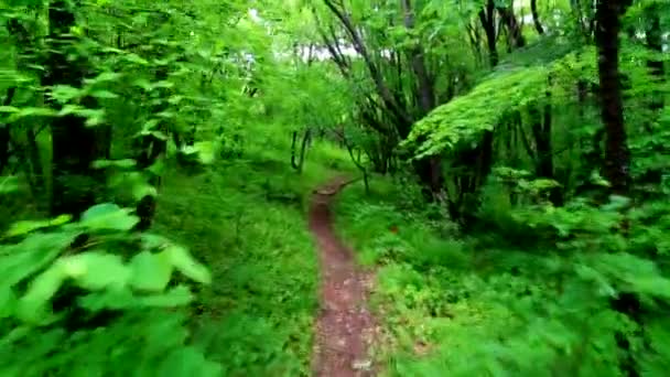 Promenade dans la forêt verte 