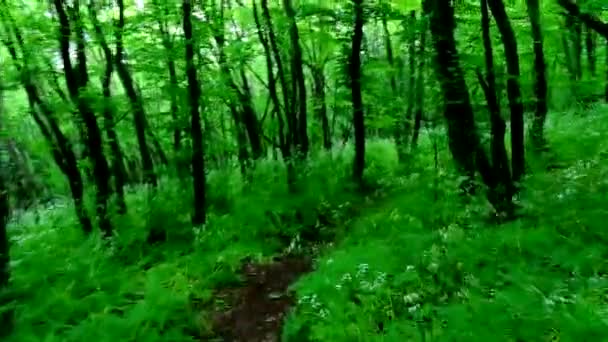 Walking through green forest — Stock Video