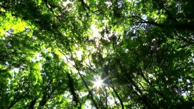 Rüzgar dallar yeşil ormanda taşır.