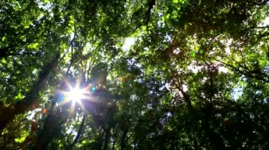 Rüzgar dallar yeşil ormanda taşır.