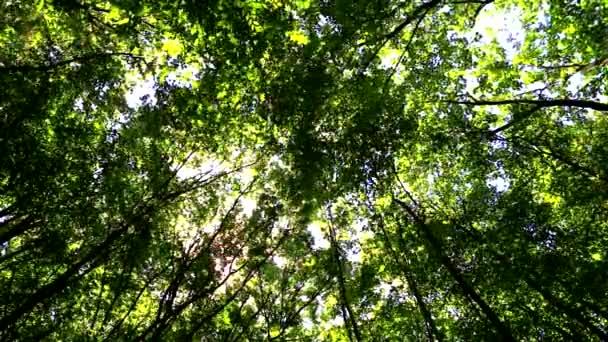 Вітер переміщує гілки в зеленому лісі — стокове відео
