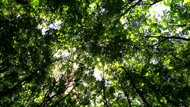 Wind moves branches in green forest — Stock Video